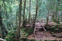 Puzzlewood