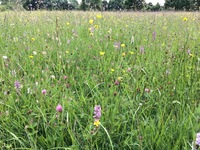Eades Meadow National Nature Reserve